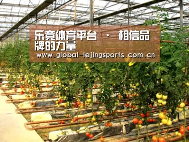 种植基地二(图1)